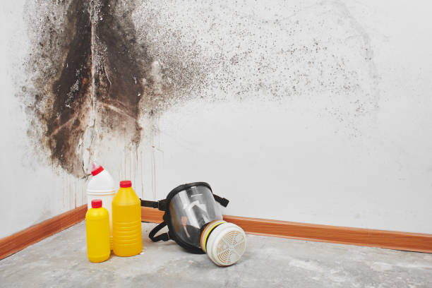 Best Mold Remediation for Specific Building Types in Kennedy, CA