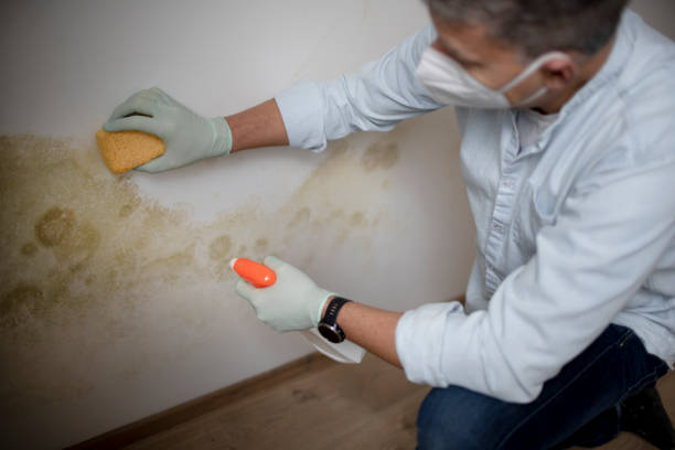 Best Kitchen Mold Remediation in Kennedy, CA