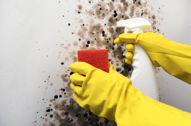 Best Post-Flood Mold Remediation in Kennedy, CA