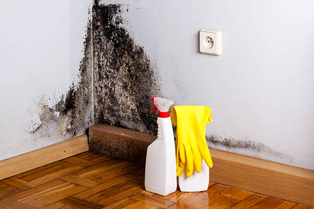 Best Basement Mold Remediation in Kennedy, CA
