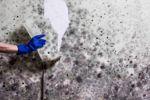 Best Residential Mold Remediation in Kennedy, CA